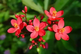 10 種超長開花期盆栽！養對條件，花開不斷，一年四季有花可賞