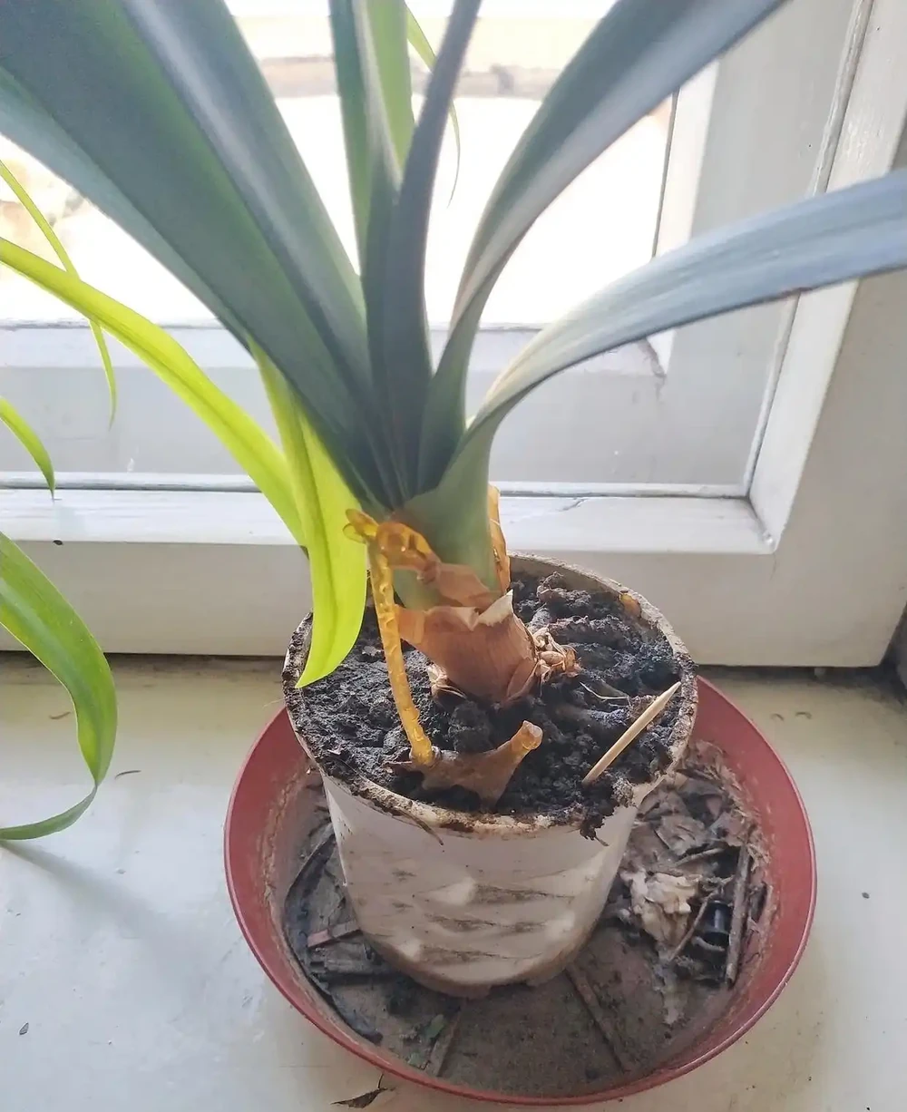 君子蘭怎麼施肥?記住3個關鍵點,葉片肥厚開花多