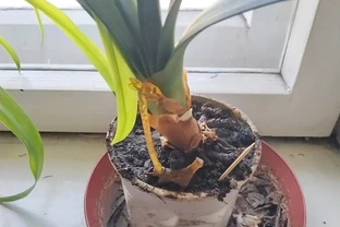 君子蘭怎麼施肥？記住3個關鍵點，葉片肥厚開花多