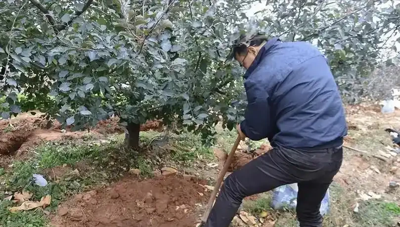 果樹基肥秋施注意事項