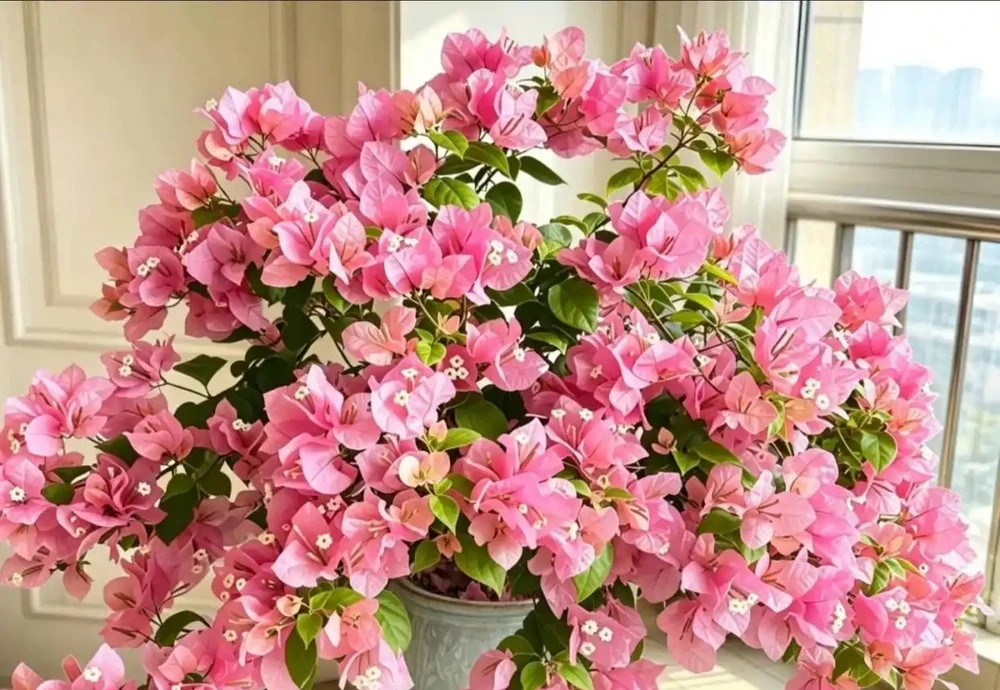 九重葛剪不對,養三年也白費!學會這幾個修剪小技巧,花苞擠滿盆