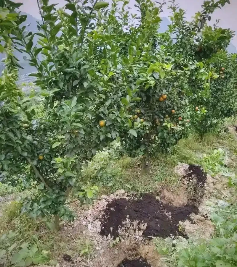 果樹基肥秋施注意事項