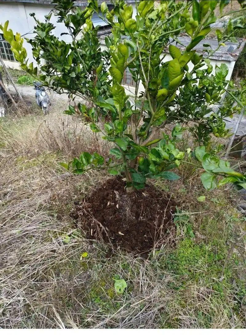 果樹基肥秋施注意事項