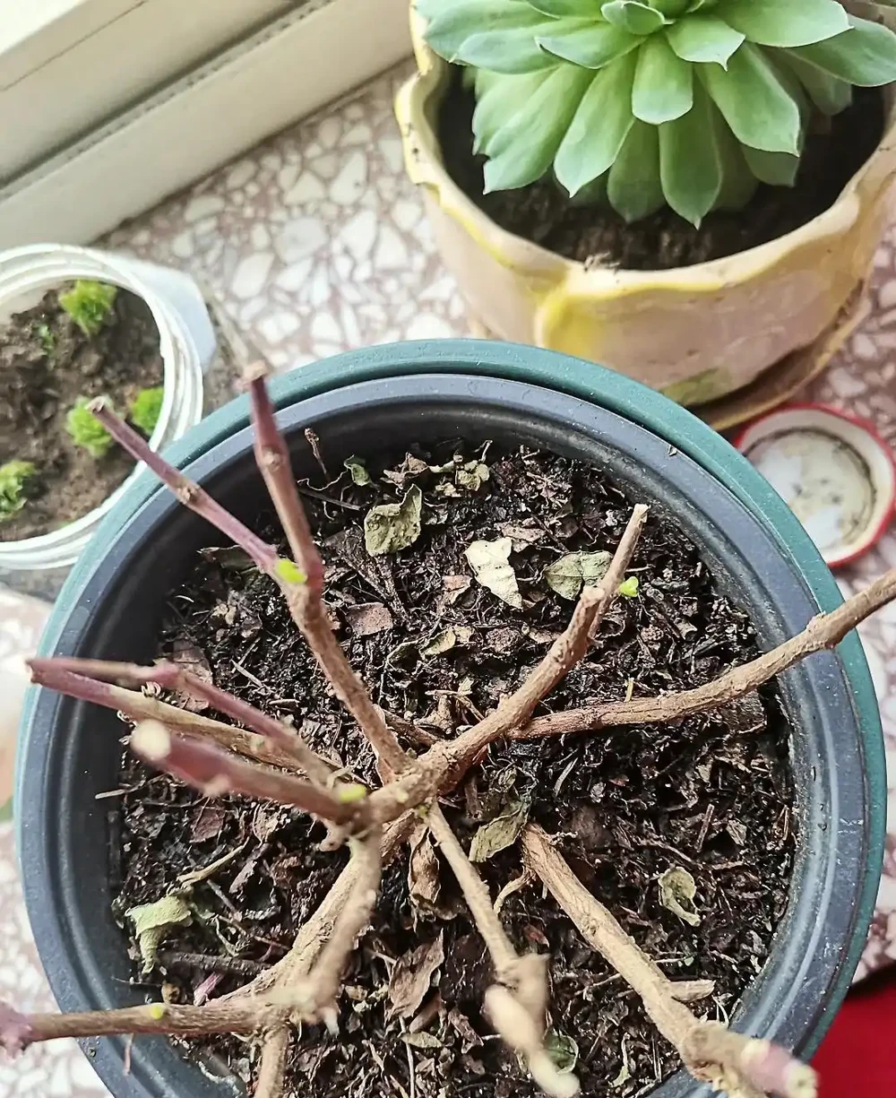 別再花錢買盆栽了！陽臺種這6種花，好看又好養，太有面了