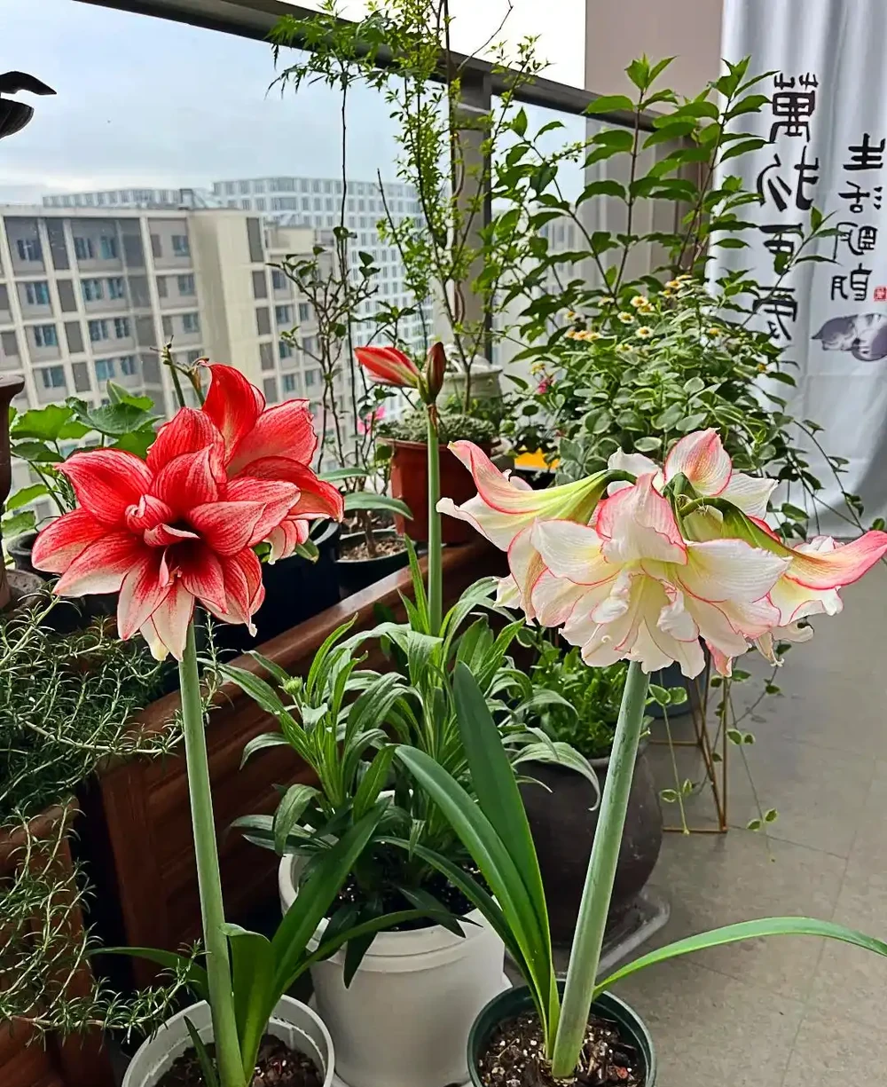 別再花錢買盆栽了！陽臺種這6種花，好看又好養，太有面了