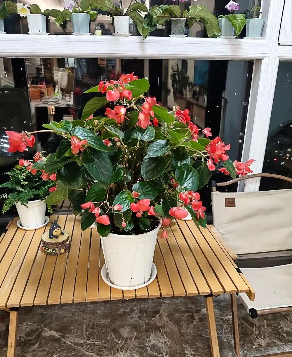 別再花錢買盆栽了！陽臺種這6種花，好看又好養，太有面了