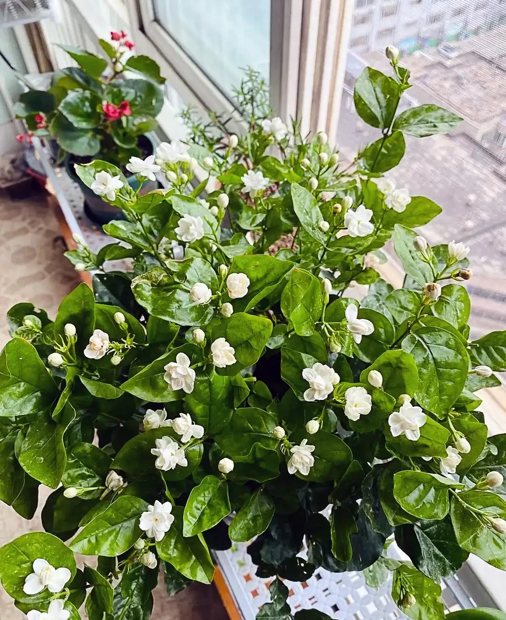 別再花錢買盆栽了！陽臺種這6種花，好看又好養，太有面了