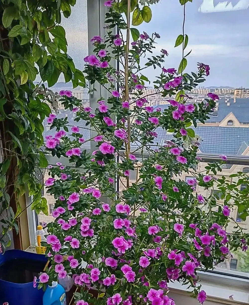 別再花錢買盆栽了！陽臺種這6種花，好看又好養，太有面了