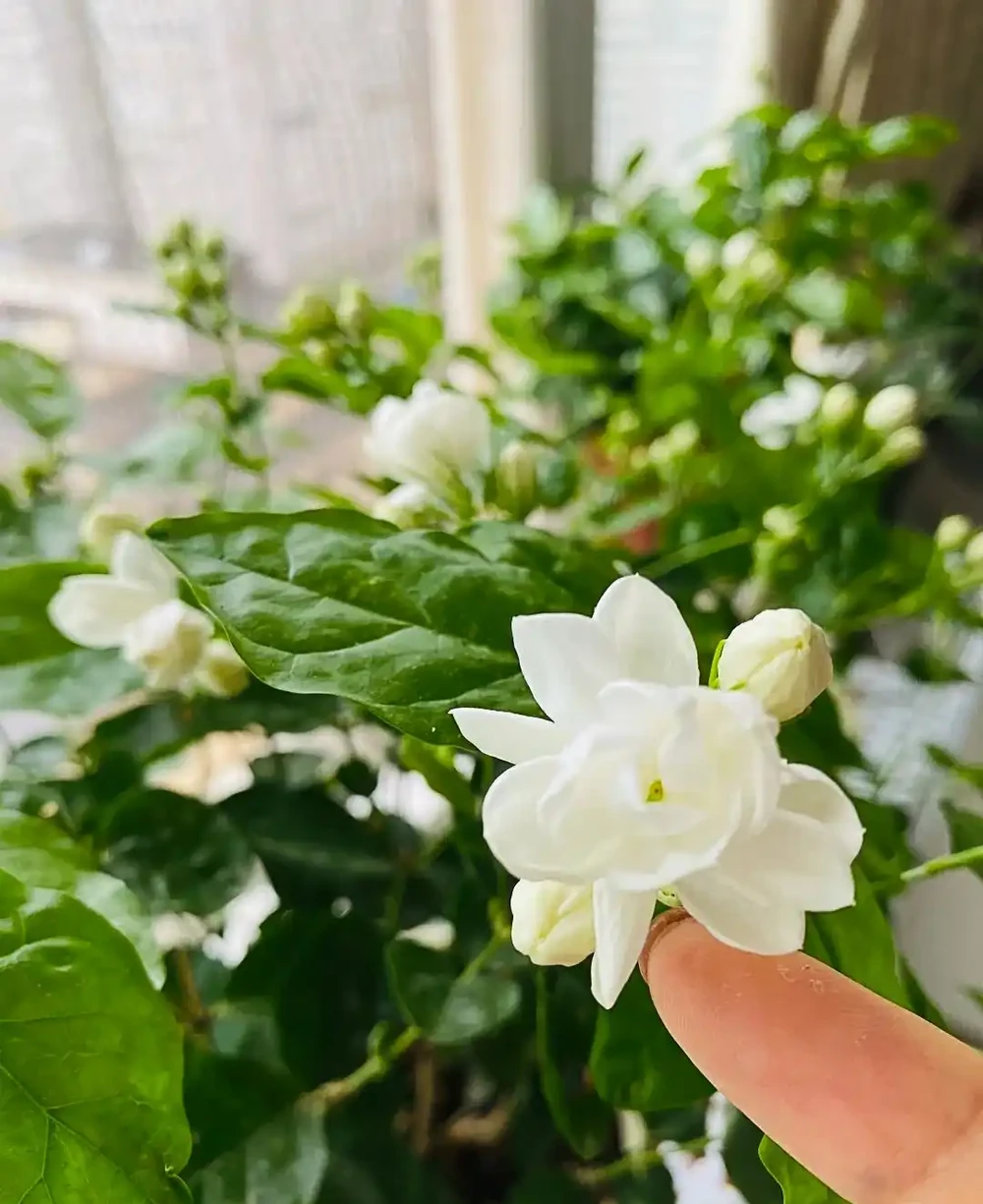 別再花錢買盆栽了！陽臺種這6種花，好看又好養，太有面了