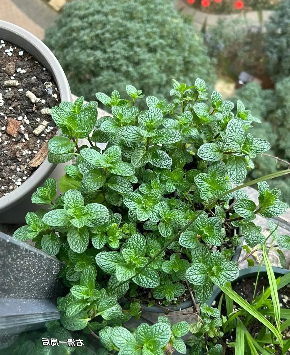 別再花錢買盆栽了！陽臺種這6種花，好看又好養，太有面了