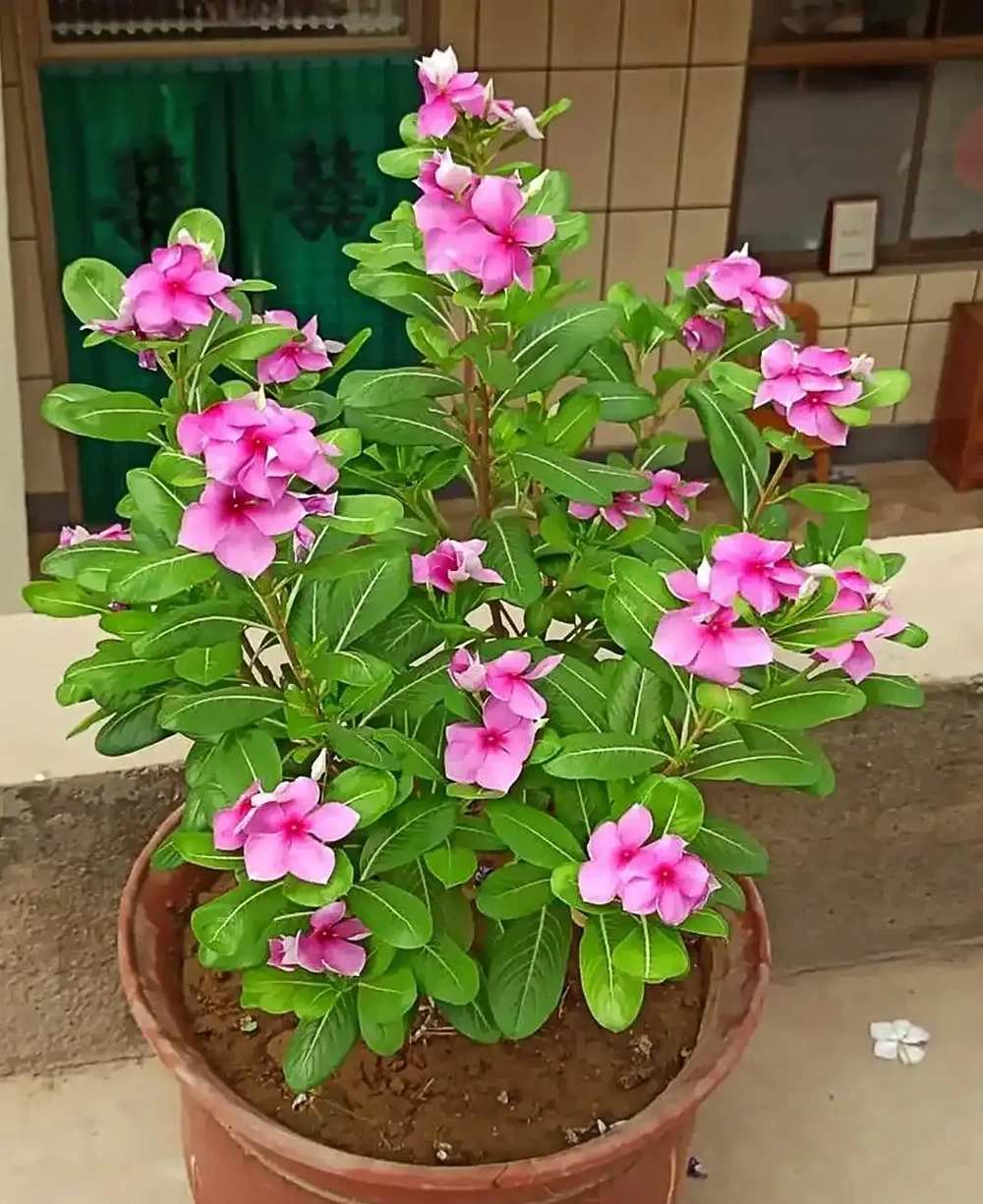 別再花錢買盆栽了！陽臺種這6種花，好看又好養，太有面了