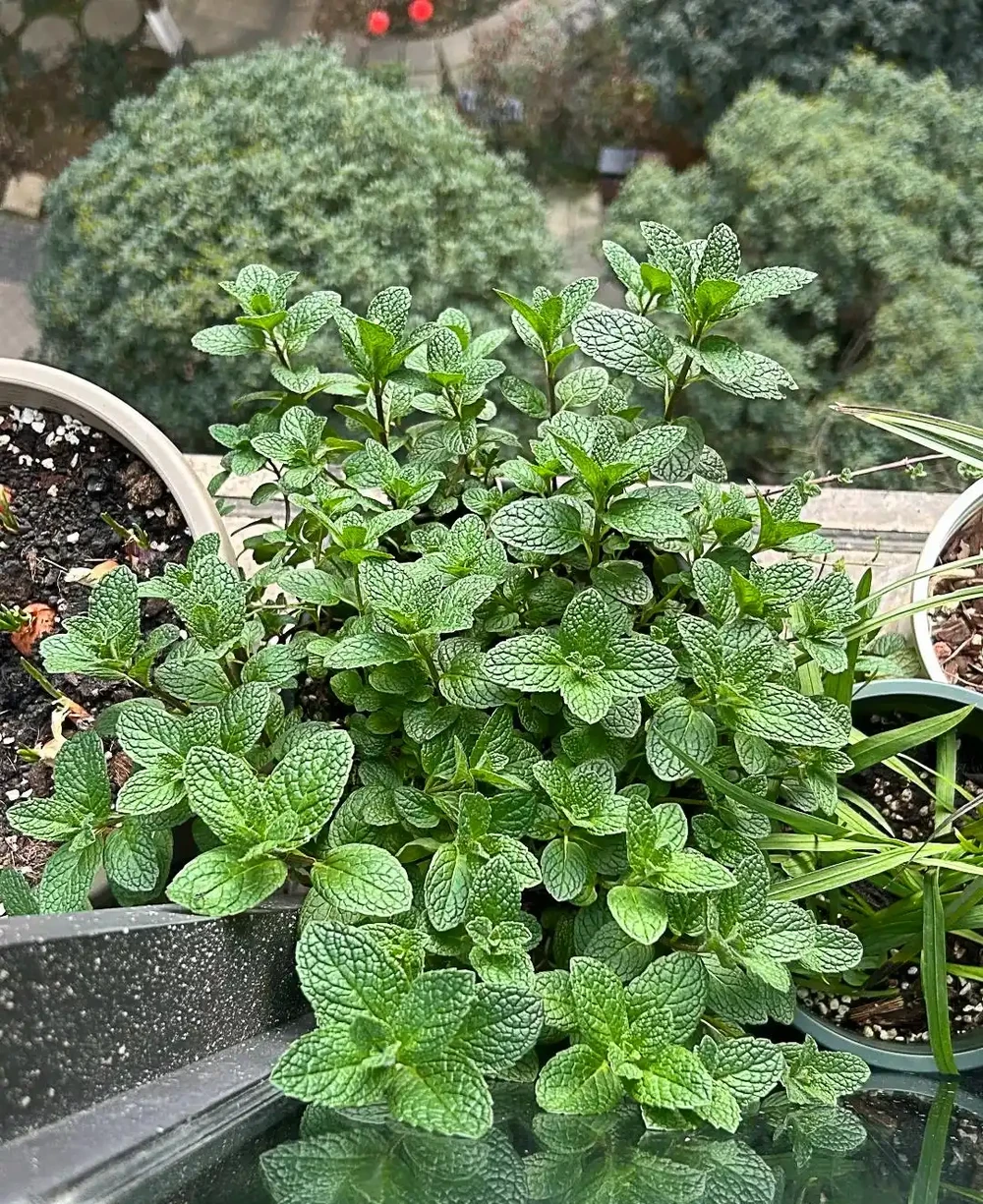 別再花錢買盆栽了！陽臺種這6種花，好看又好養，太有面了