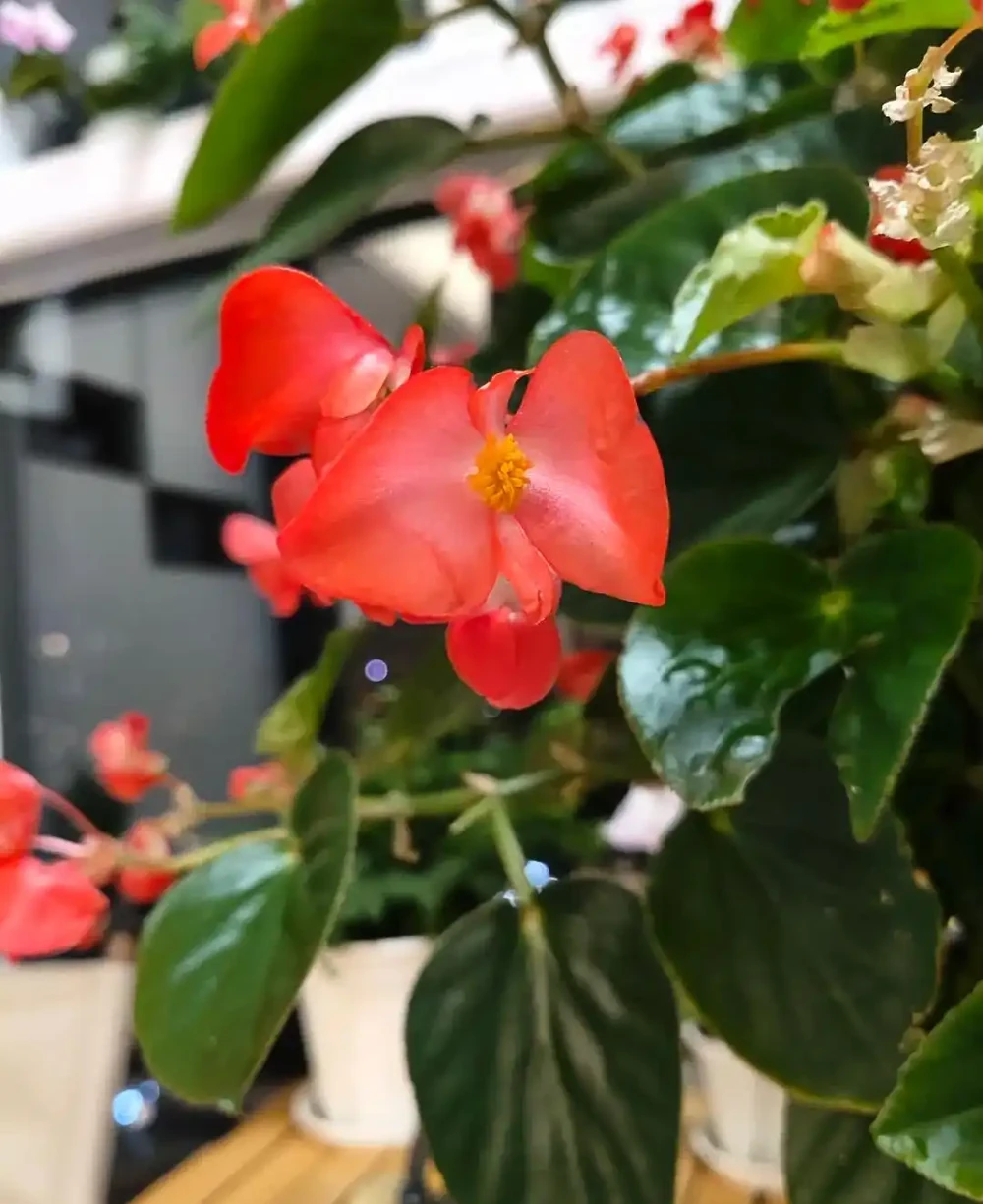 別再花錢買盆栽了！陽臺種這6種花，好看又好養，太有面了
