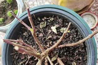 別再花錢買盆栽了！陽臺種這6種花，好看又好養，太有面了