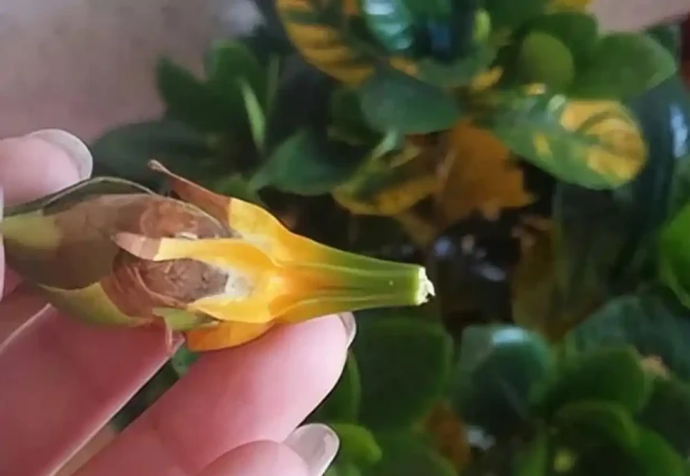 花卉出現這3個「求救」訊號,要及時處理,晚了只剩下空盆