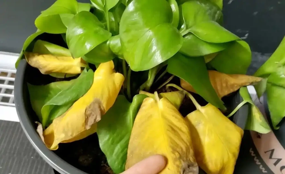 花卉出現這3個「求救」訊號,要及時處理,晚了只剩下空盆