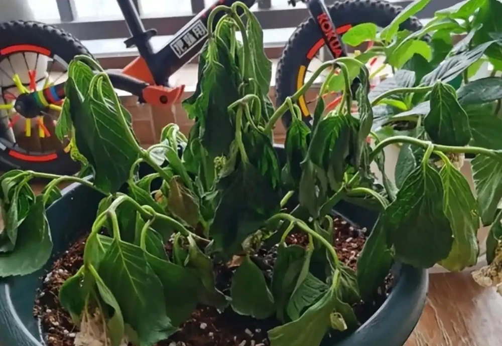 花卉出現這3個「求救」訊號,要及時處理,晚了只剩下空盆