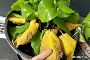 花卉出現這3個「求救」訊號，要及時處理，晚了只剩下空盆
