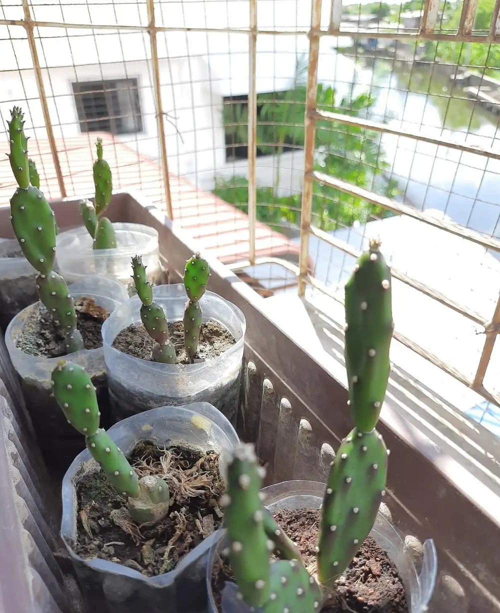 養仙人掌總腐根？記住這3個關鍵點，新手也能養出胖嘟嘟的肉掌