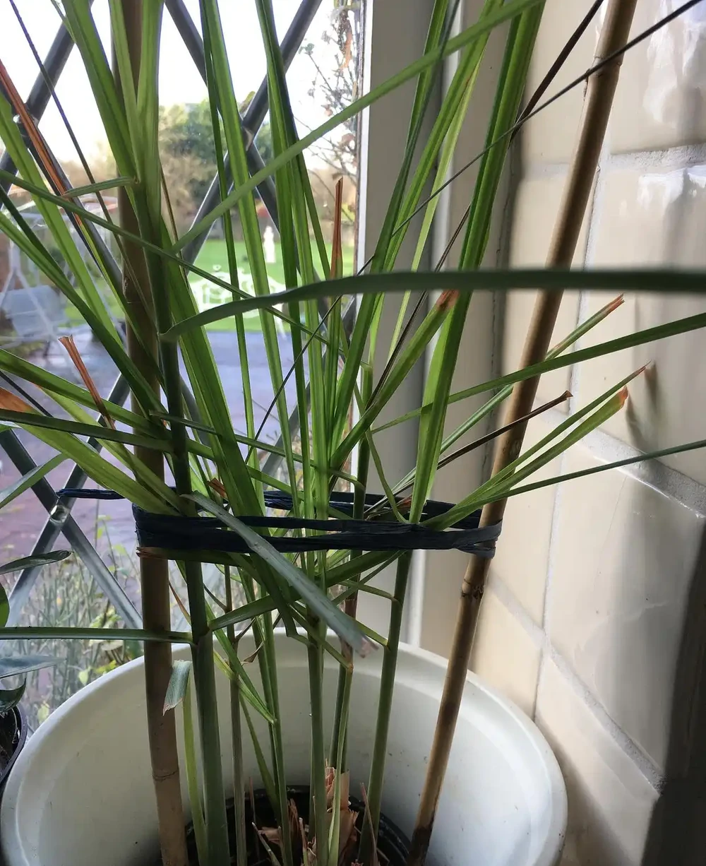 吊蘭要不要修剪?剪錯位置黃葉瘋長,剪對3刀滿盆
