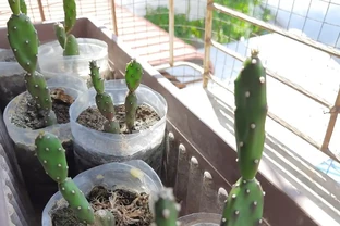 養仙人掌總腐根？記住這3個關鍵點，新手也能養出胖嘟嘟的肉掌