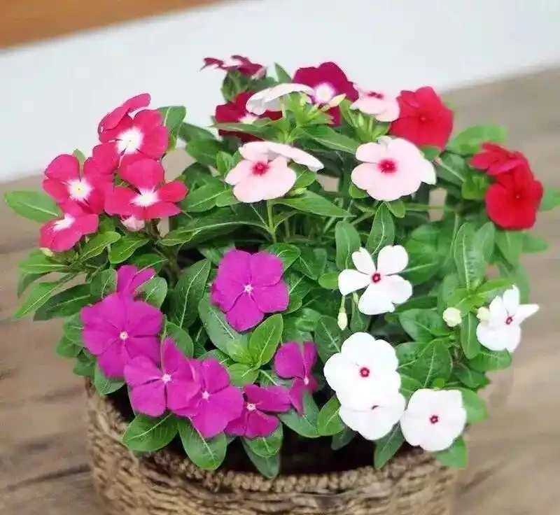 8種「超長開花期懶人花」!全年開花不斷,皮實好養,新手也能養滿盆!