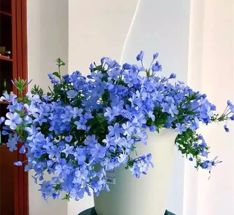 8種「超長開花期懶人花」!全年開花不斷,皮實好養,新手也能養滿盆!