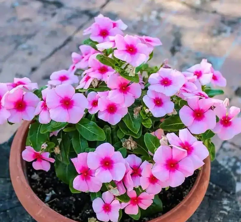 8種「超長開花期懶人花」!全年開花不斷,皮實好養,新手也能養滿盆!