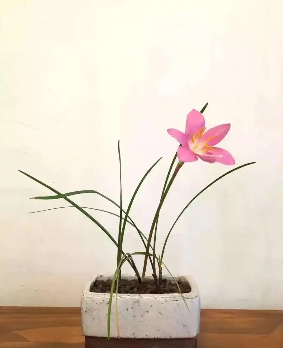 8種「超長開花期懶人花」!全年開花不斷,皮實好養,新手也能養滿盆!