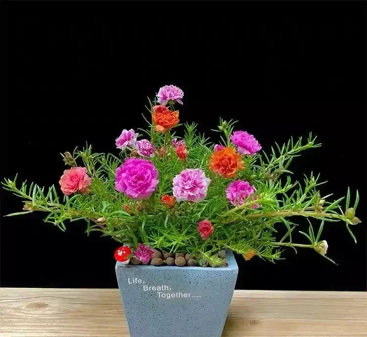 8種「超長開花期懶人花」!全年開花不斷,皮實好養,新手也能養滿盆!