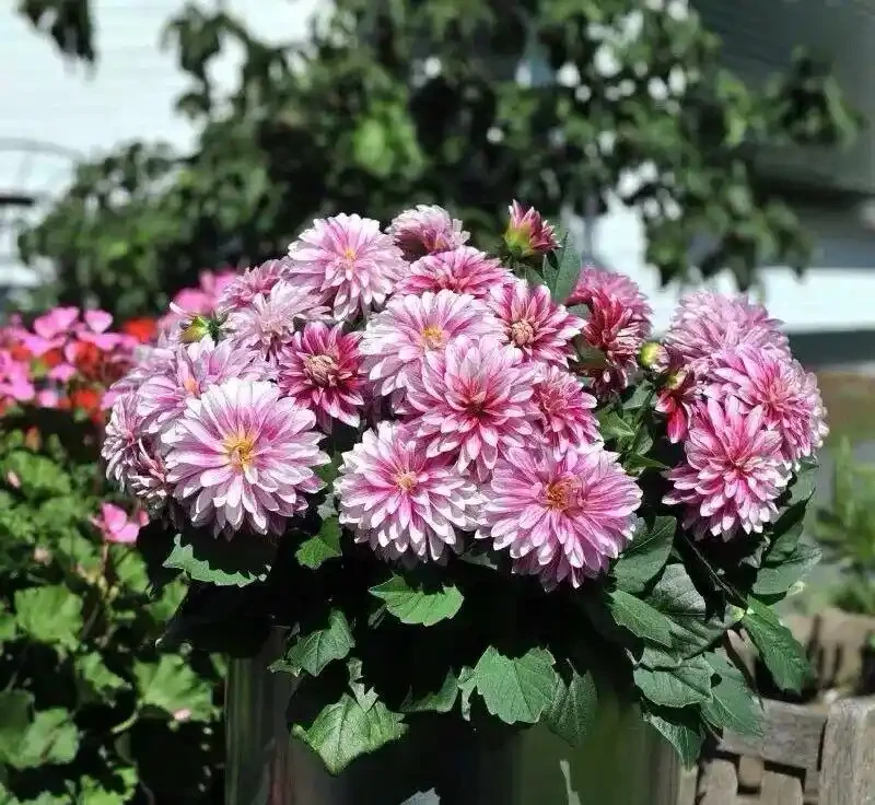 8種「超長開花期懶人花」!全年開花不斷,皮實好養,新手也能養滿盆!