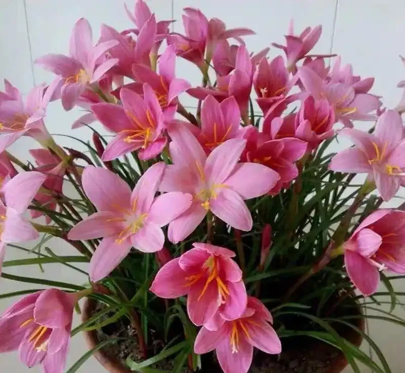 8種「超長開花期懶人花」!全年開花不斷,皮實好養,新手也能養滿盆!