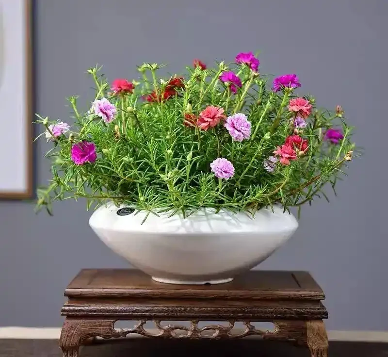 8種「超長開花期懶人花」!全年開花不斷,皮實好養,新手也能養滿盆!
