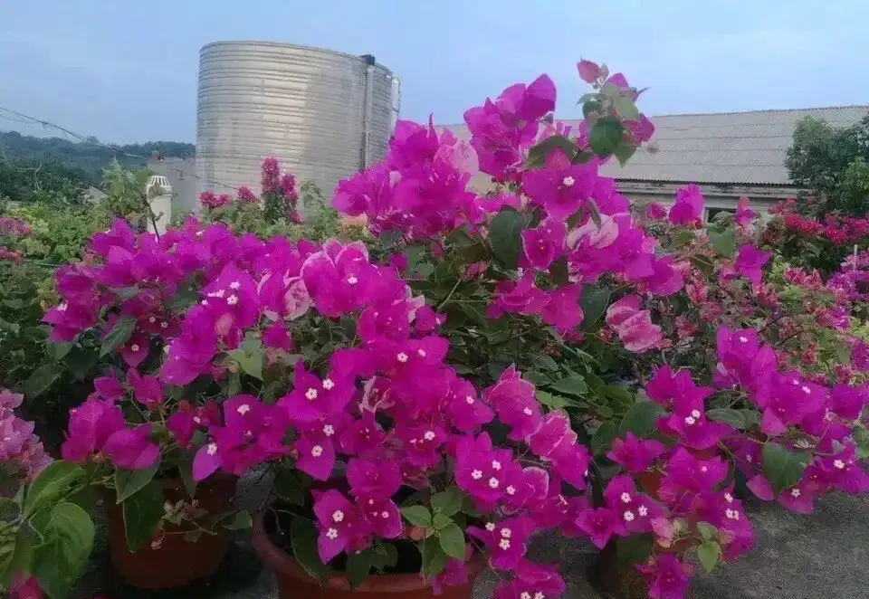8種「超長開花期懶人花」!全年開花不斷,皮實好養,新手也能養滿盆!