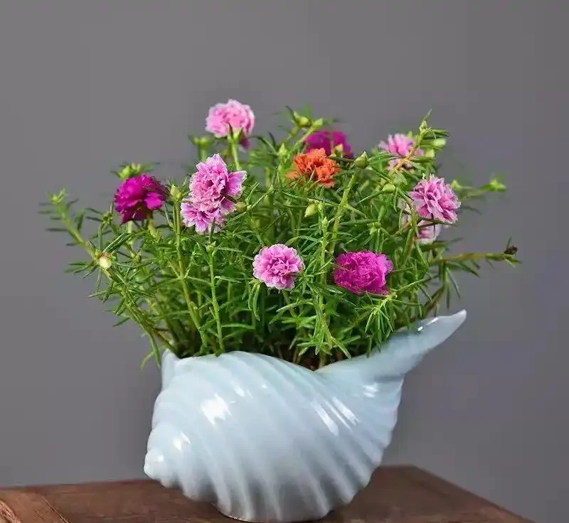 8種「超長開花期懶人花」!全年開花不斷,皮實好養,新手也能養滿盆!