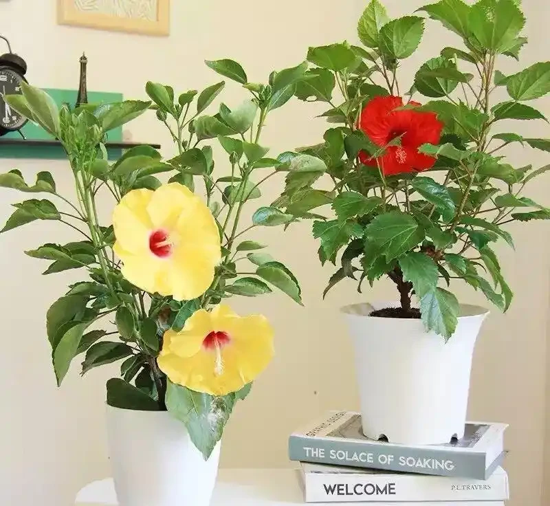 8種「超長開花期懶人花」!全年開花不斷,皮實好養,新手也能養滿盆!