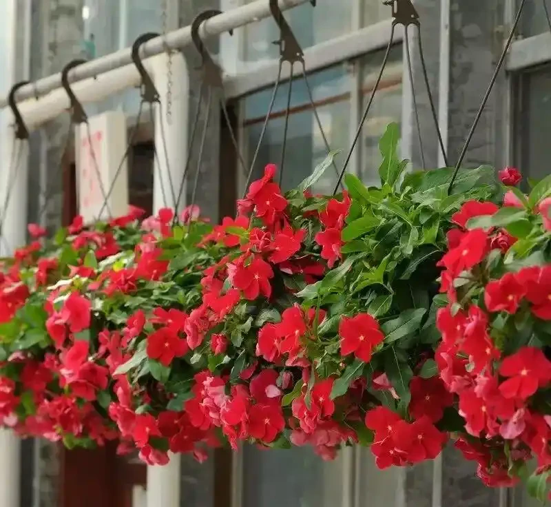 8種「超長開花期懶人花」!全年開花不斷,皮實好養,新手也能養滿盆!
