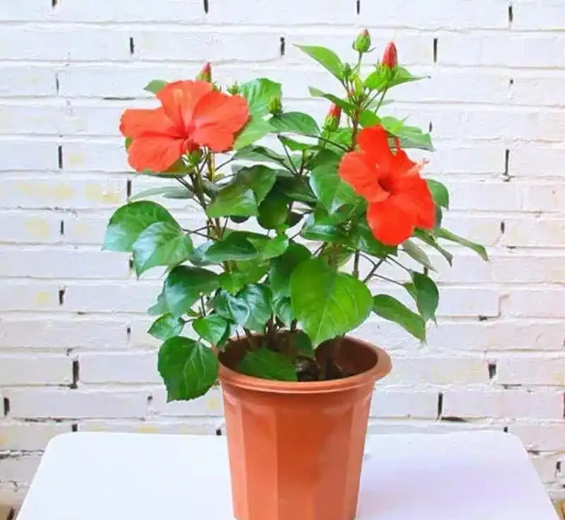 8種「超長開花期懶人花」!全年開花不斷,皮實好養,新手也能養滿盆!
