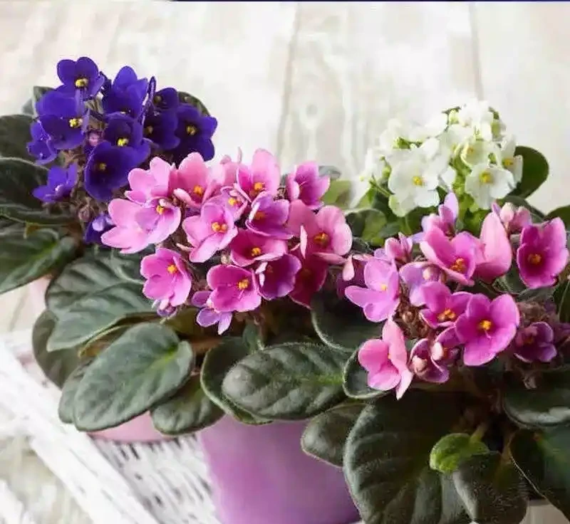 8種「超長開花期懶人花」!全年開花不斷,皮實好養,新手也能養滿盆!