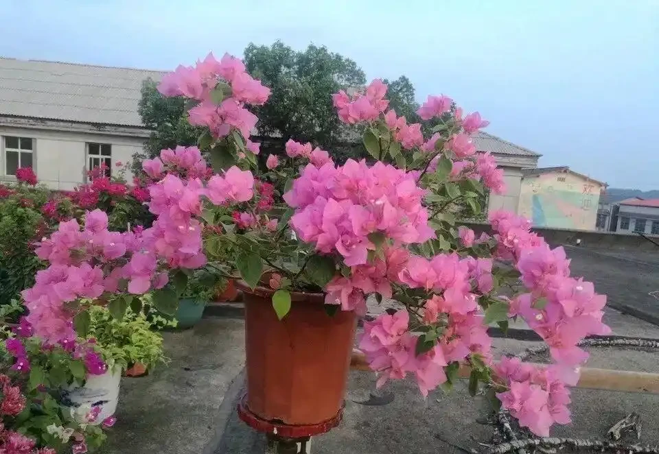 8種「超長開花期懶人花」!全年開花不斷,皮實好養,新手也能養滿盆!