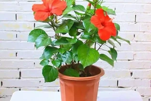 8種「超長開花期懶人花」！全年開花不斷，皮實好養，新手也能養滿盆！