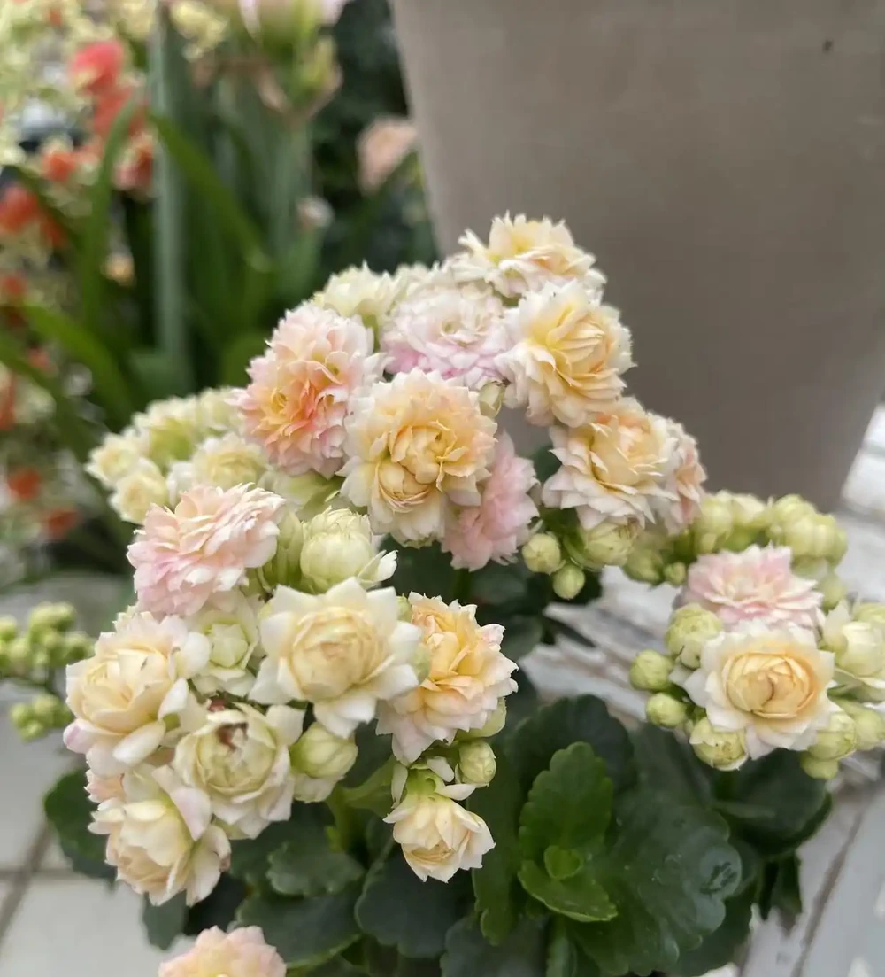 陽臺空間有限，就養這10款聖誕伽藍菜！顏值高花色全超勤花，不踩坑