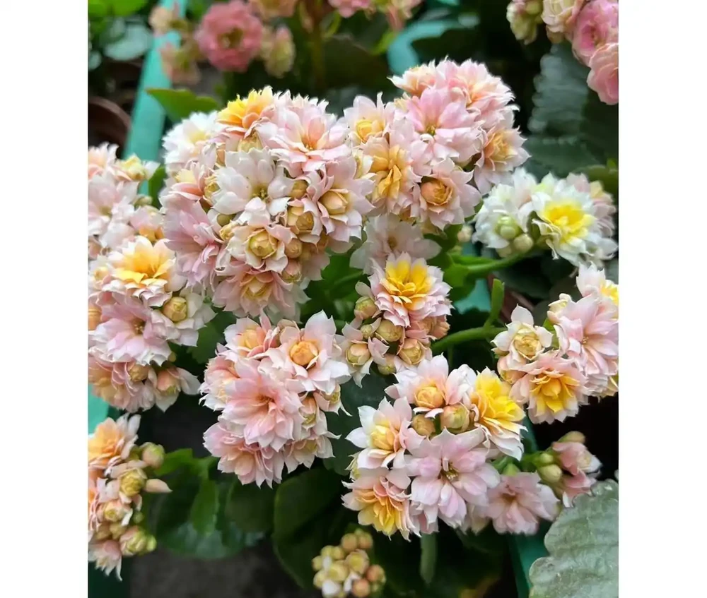 陽臺空間有限，就養這10款聖誕伽藍菜！顏值高花色全超勤花，不踩坑