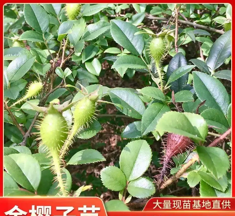 10種多年生耐寒室外爬藤花,爬滿圍欄冬天也能有綠意