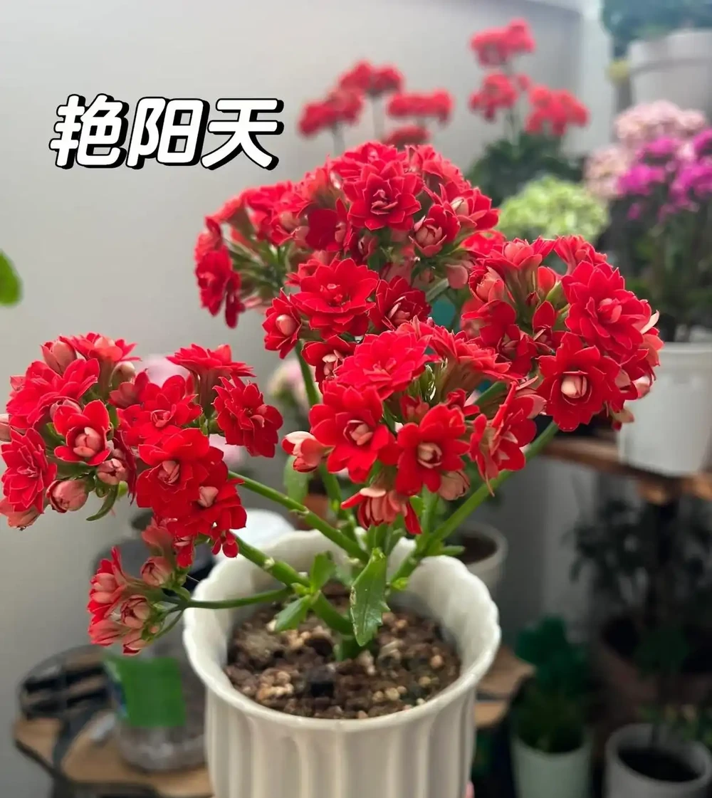 陽臺空間有限，就養這10款聖誕伽藍菜！顏值高花色全超勤花，不踩坑