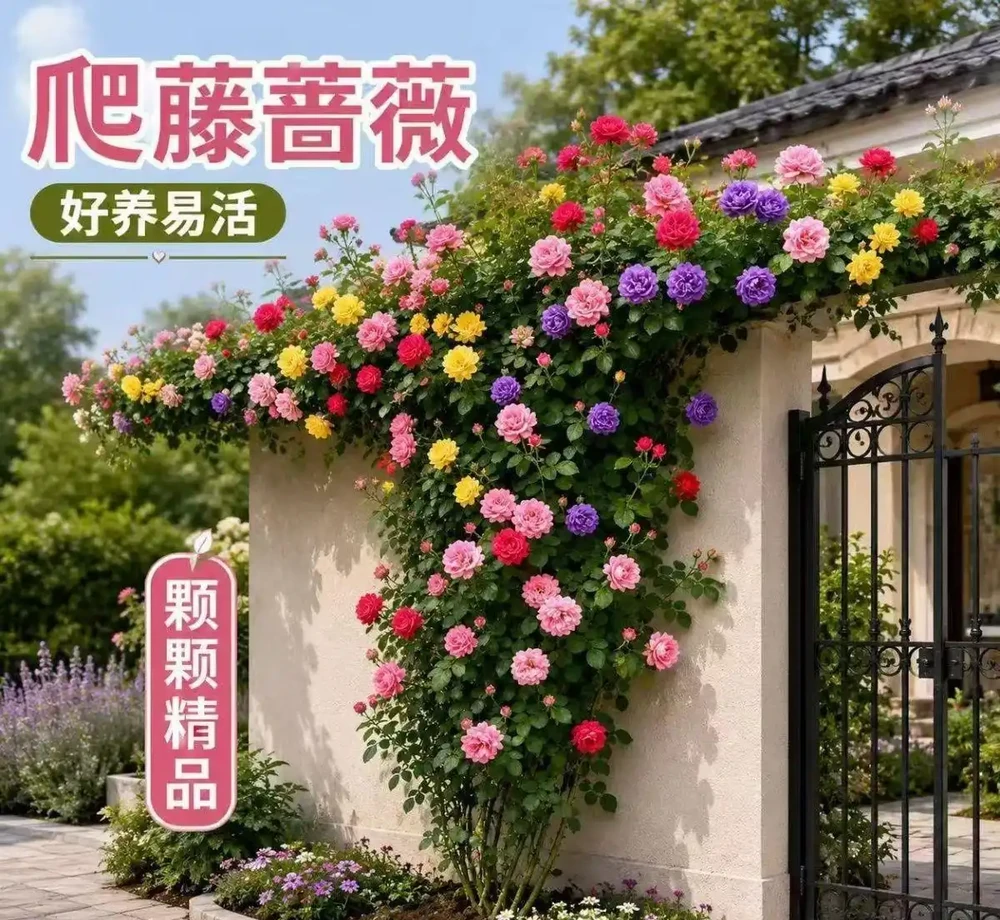 10種多年生耐寒室外爬藤花,爬滿圍欄冬天也能有綠意