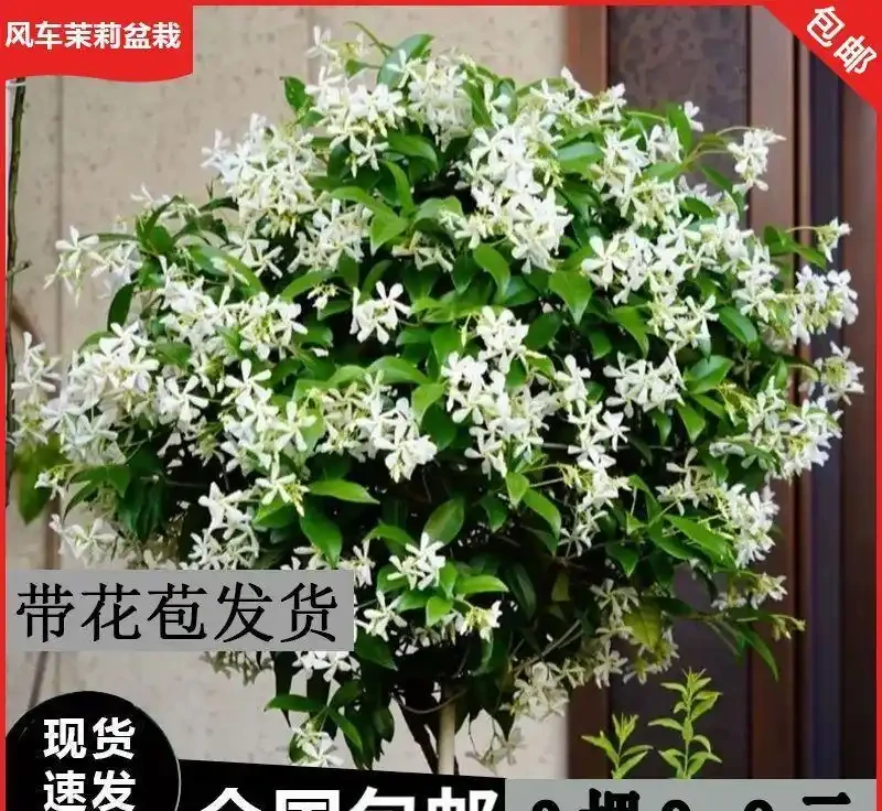 10種多年生耐寒室外爬藤花,爬滿圍欄冬天也能有綠意