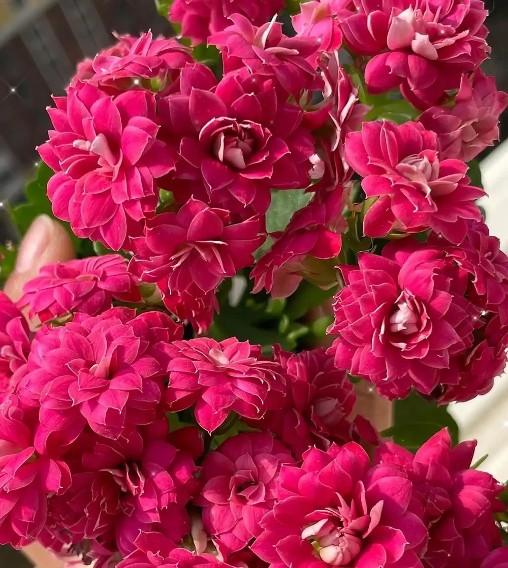 陽臺空間有限，就養這10款聖誕伽藍菜！顏值高花色全超勤花，不踩坑