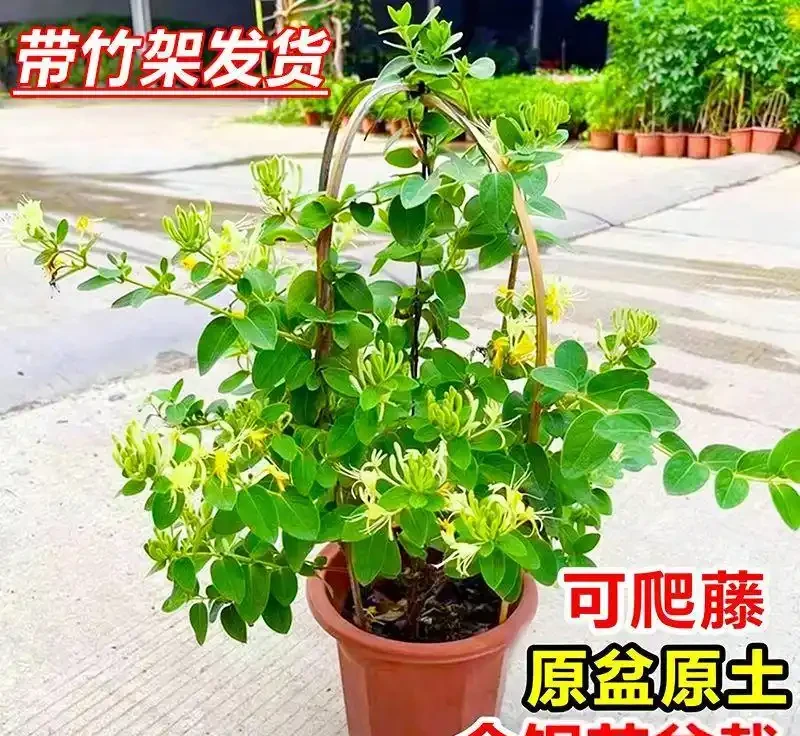 10種多年生耐寒室外爬藤花,爬滿圍欄冬天也能有綠意