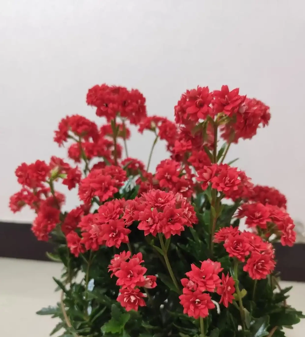 陽臺空間有限，就養這10款聖誕伽藍菜！顏值高花色全超勤花，不踩坑